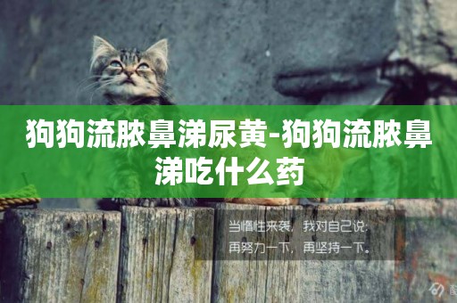 狗狗流膿鼻涕尿黃-狗狗流膿鼻涕吃什么藥