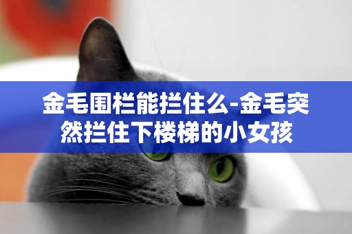 金毛圍欄能攔住么-金毛突然攔住下樓梯的小女孩