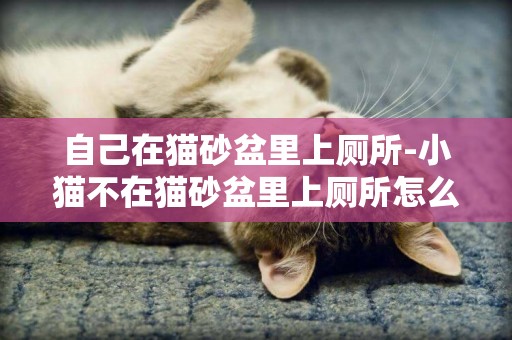 自己在貓砂盆里上廁所-小貓不在貓砂盆里上廁所怎么辦
