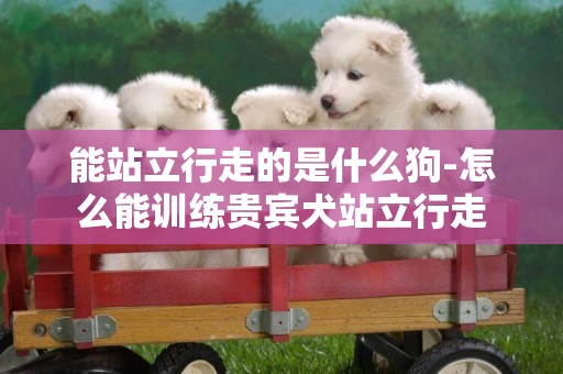 能站立行走的是什么狗-怎么能訓練貴賓犬站立行走