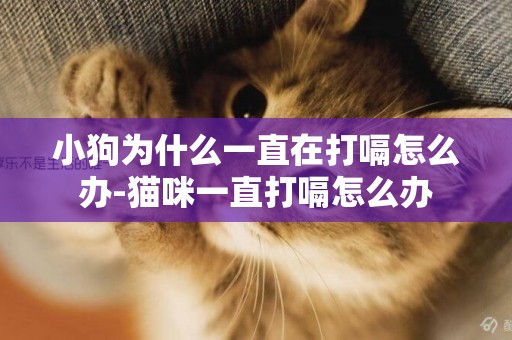 小狗為什么一直在打嗝怎么辦-貓咪一直打嗝怎么辦