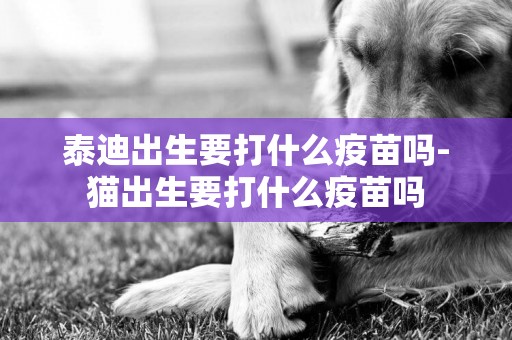 泰迪出生要打什么疫苗嗎-貓出生要打什么疫苗嗎