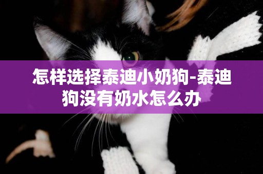 怎樣選擇泰迪小奶狗-泰迪狗沒有奶水怎么辦