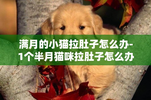 滿月的小貓拉肚子怎么辦-1個半月貓咪拉肚子怎么辦