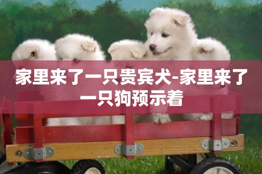 家里來了一只貴賓犬-家里來了一只狗預示著