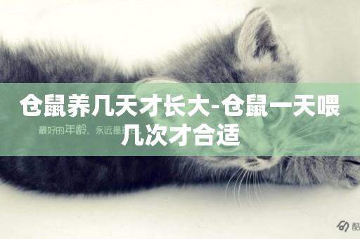 倉鼠養幾天才長大-倉鼠一天喂幾次才合適