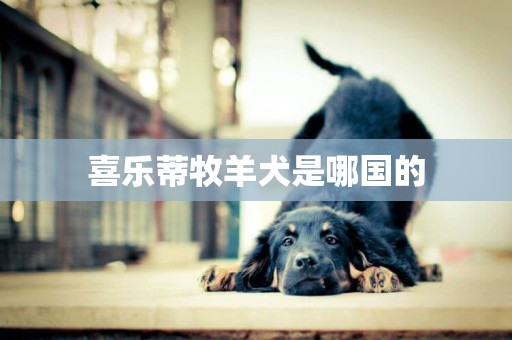 喜樂蒂牧羊犬是哪國的