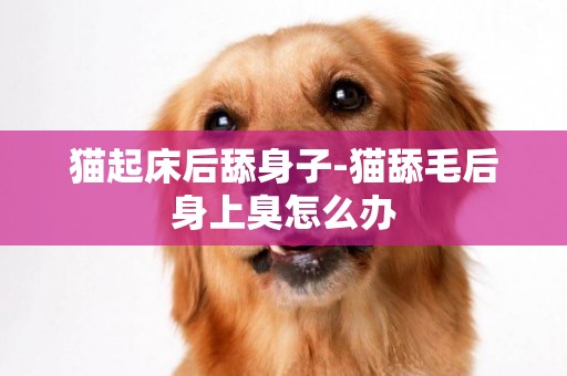貓起床后舔身子-貓舔毛后身上臭怎么辦