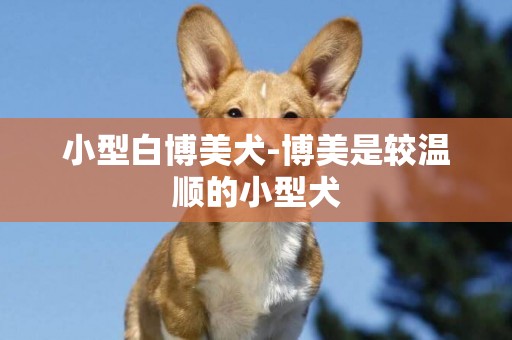 小型白博美犬-博美是較溫順的小型犬
