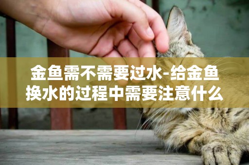 金魚需不需要過水-給金魚換水的過程中需要注意什么