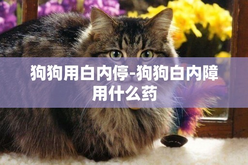 狗狗用白內停-狗狗白內障用什么藥