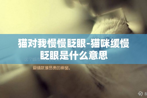 貓對我慢慢眨眼-貓咪緩慢眨眼是什么意思