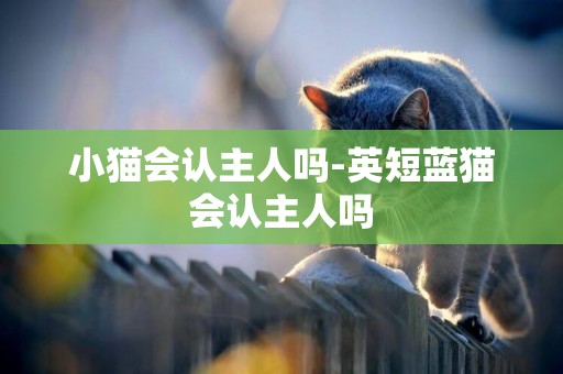 小貓會認主人嗎-英短藍貓會認主人嗎