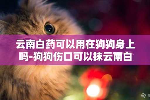 云南白藥可以用在狗狗身上嗎-狗狗傷口可以抹云南白藥嗎