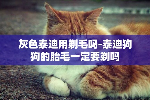 灰色泰迪用剃毛嗎-泰迪狗狗的胎毛一定要剃嗎
