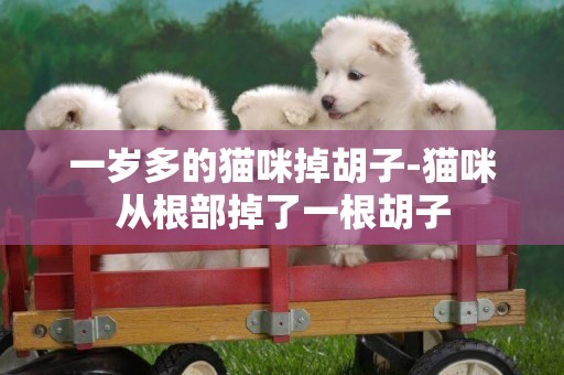 一歲多的貓咪掉胡子-貓咪從根部掉了一根胡子