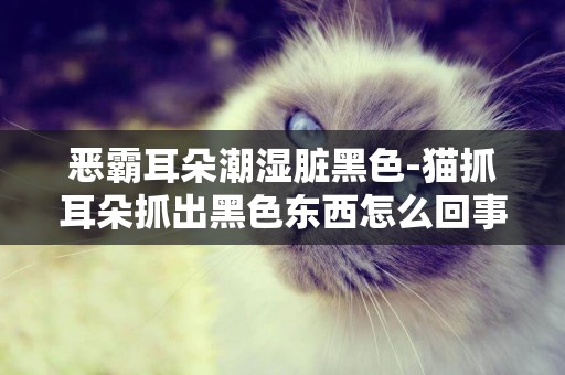 惡霸耳朵潮濕臟黑色-貓抓耳朵抓出黑色東西怎么回事