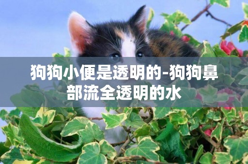 狗狗小便是透明的-狗狗鼻部流全透明的水