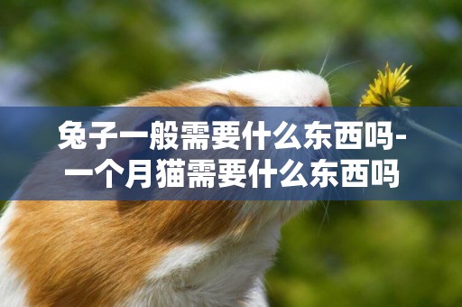 兔子一般需要什么東西嗎-一個月貓需要什么東西嗎