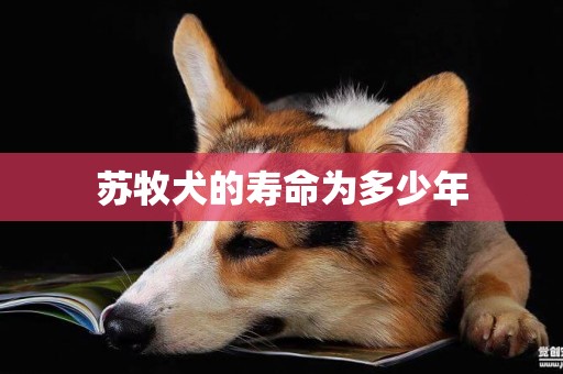蘇牧犬的壽命為多少年