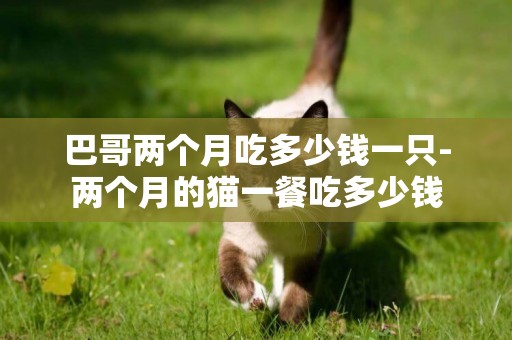 巴哥兩個月吃多少錢一只-兩個月的貓一餐吃多少錢