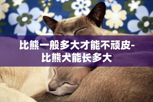 比熊一般多大才能不頑皮-比熊犬能長多大