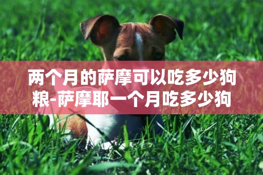 兩個月的薩摩可以吃多少狗糧-薩摩耶一個月吃多少狗糧