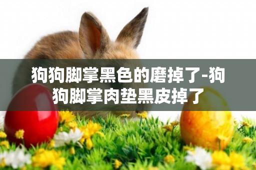 狗狗腳掌黑色的磨掉了-狗狗腳掌肉墊黑皮掉了
