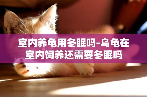 室內養龜用冬眠嗎-烏龜在室內飼養還需要冬眠嗎