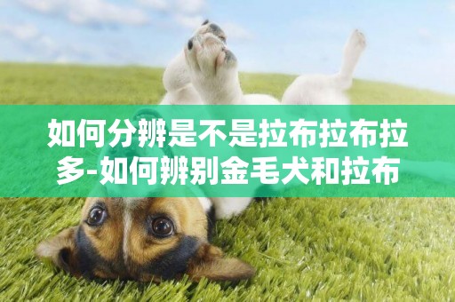 如何分辨是不是拉布拉布拉多-如何辨別金毛犬和拉布拉多犬