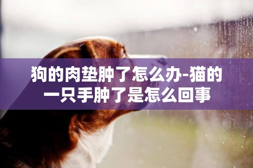 狗的肉墊腫了怎么辦-貓的一只手腫了是怎么回事