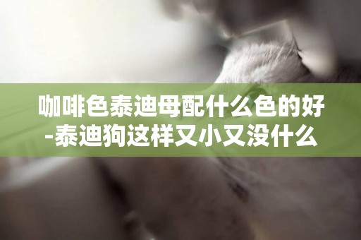 咖啡色泰迪母配什么色的好-泰迪狗這樣又小又沒什么防御能力的狗