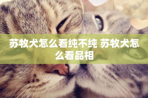 蘇牧犬怎么看純不純 蘇牧犬怎么看品相