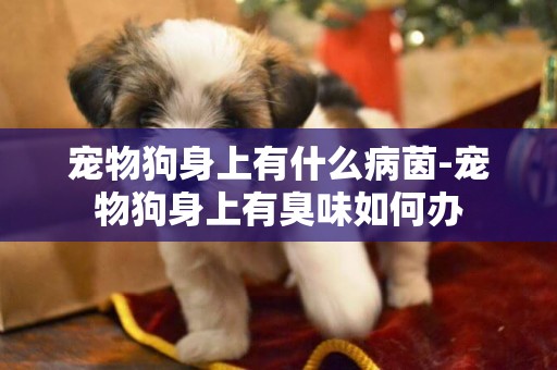 寵物狗身上有什么病茵-寵物狗身上有臭味如何辦