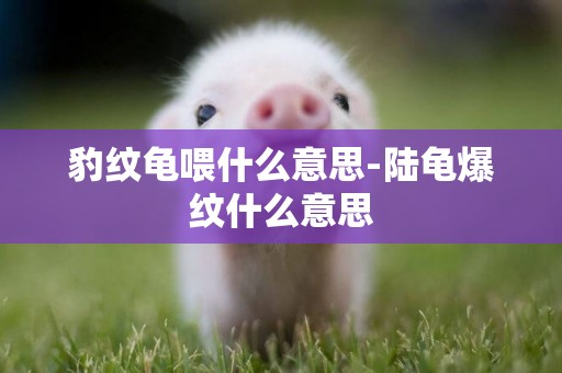 豹紋龜喂什么意思-陸龜爆紋什么意思