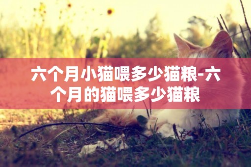 六個月小貓喂多少貓糧-六個月的貓喂多少貓糧
