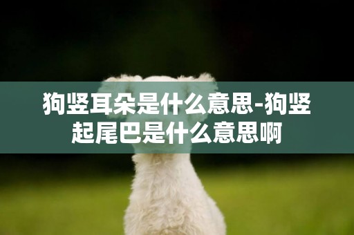 狗豎耳朵是什么意思-狗豎起尾巴是什么意思啊