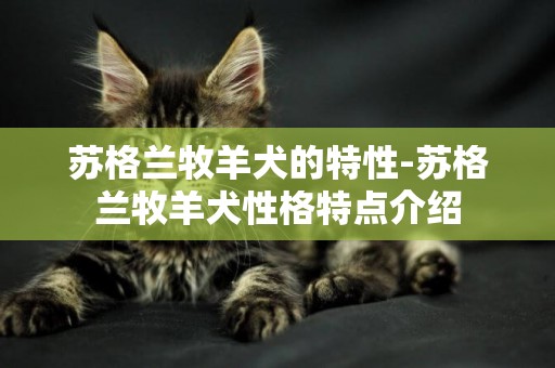 蘇格蘭牧羊犬的特性-蘇格蘭牧羊犬性格特點介紹
