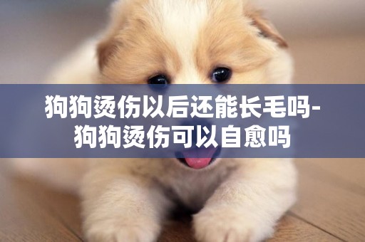狗狗燙傷以后還能長毛嗎-狗狗燙傷可以自愈嗎