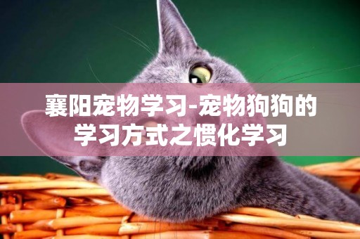 襄陽寵物學習-寵物狗狗的學習方式之慣化學習