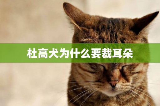 杜高犬為什么要裁耳朵