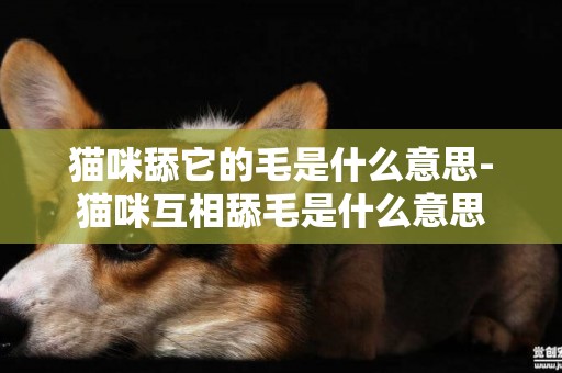 貓咪舔它的毛是什么意思-貓咪互相舔毛是什么意思