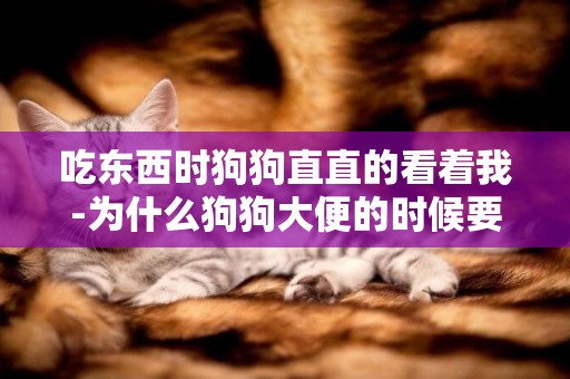 吃東西時狗狗直直的看著我-為什么狗狗大便的時候要一直看著主人