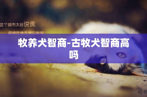 牧養犬智商-古牧犬智商高嗎
