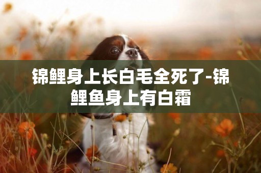 錦鯉身上長白毛全死了-錦鯉魚身上有白霜