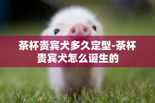 茶杯貴賓犬多久定型-茶杯貴賓犬怎么誕生的