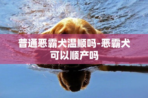 普通惡霸犬溫順嗎-惡霸犬可以順產嗎