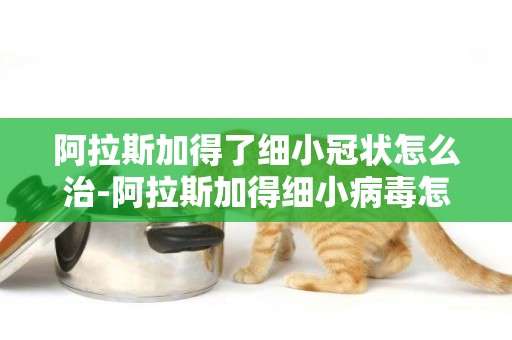 阿拉斯加得了細小冠狀怎么治-阿拉斯加得細小病毒怎么辦
