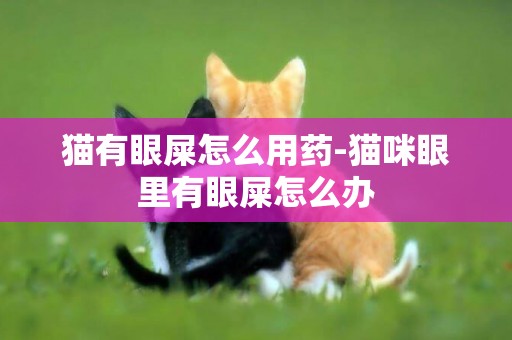 貓有眼屎怎么用藥-貓咪眼里有眼屎怎么辦