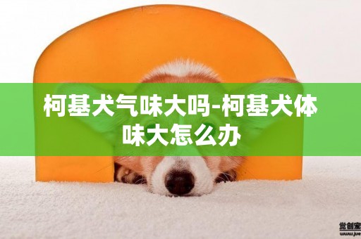 柯基犬氣味大嗎-柯基犬體味大怎么辦